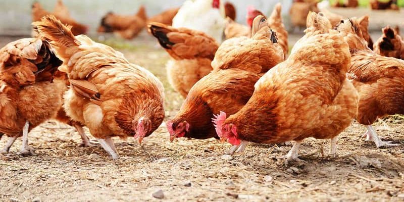 Tìm Hiểu Cách Diệt Mạt Gà Hiệu Quả Giá Rẻ 4 Cách Diệt Mạt Gà